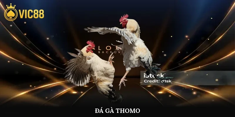 Đá Gà Thomo